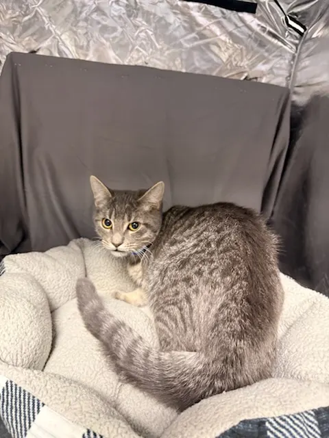 Elvis