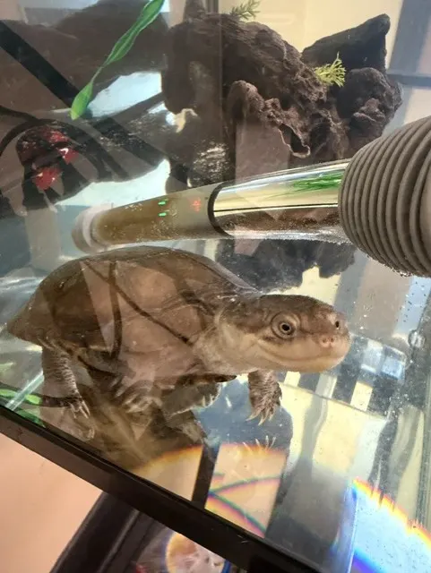 Oogway