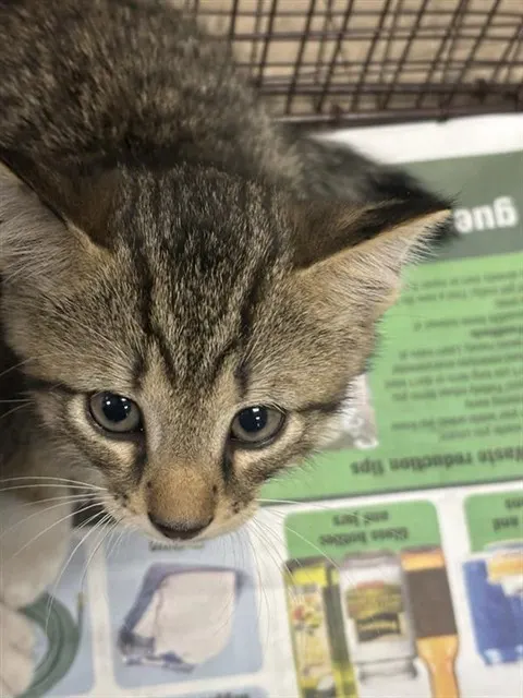 Adoptable Cat