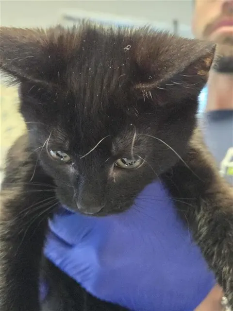Adoptable Cat