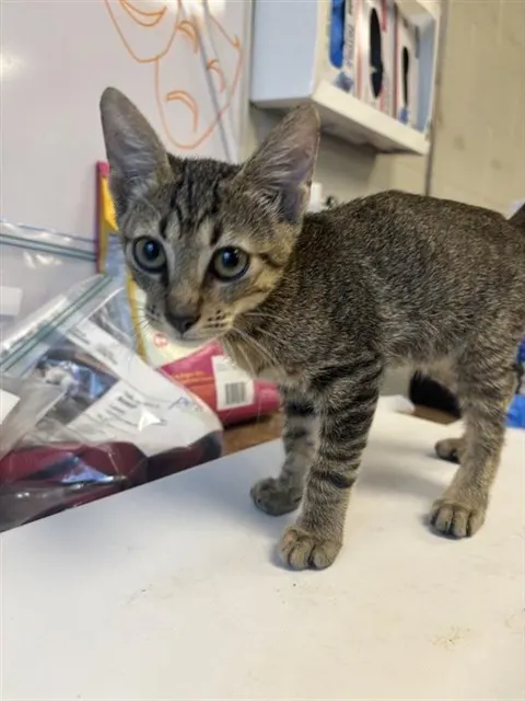 Adoptable Cat