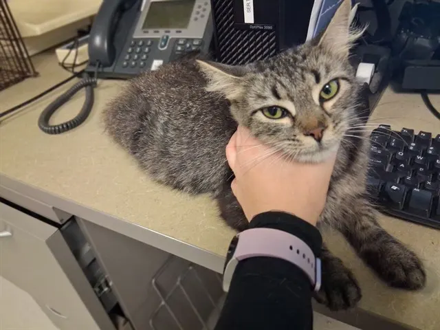 Adoptable Cat