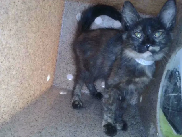 Adoptable Cat