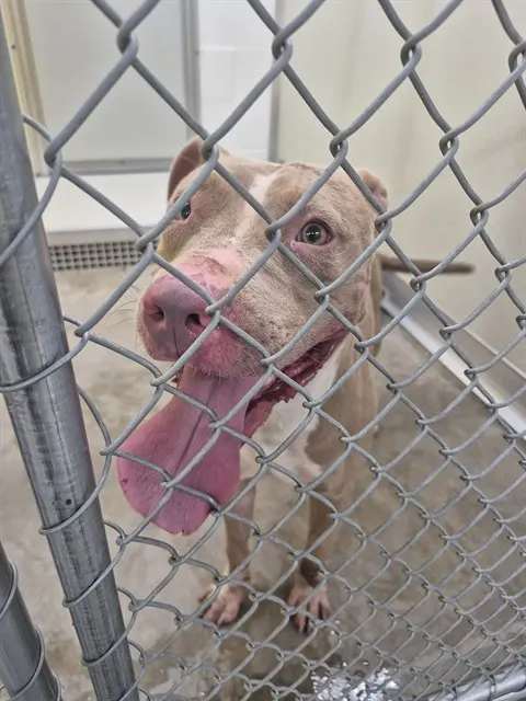 Adoptable Dog
