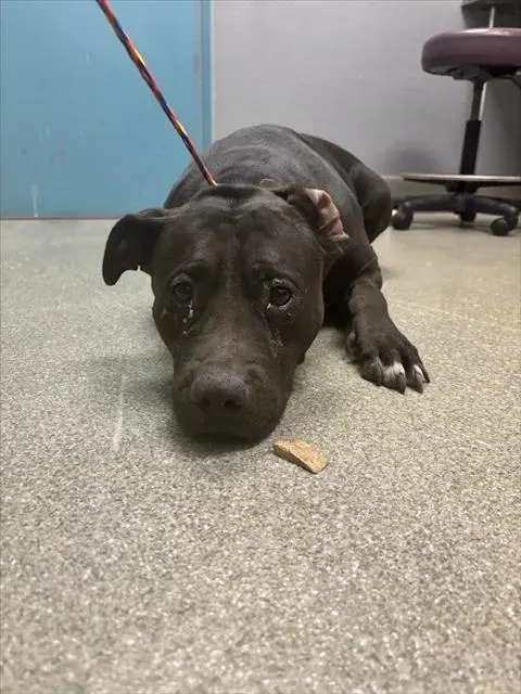 *Big Baby