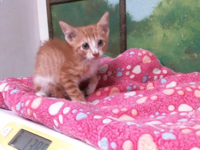 Adoptable Cat