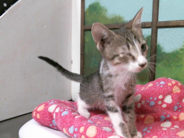 Adoptable Cat