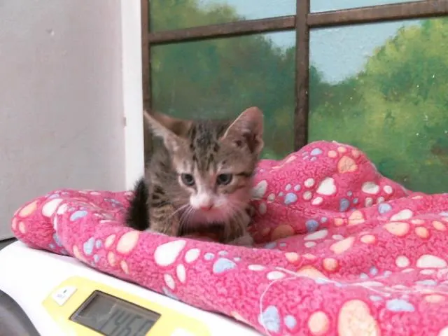 Adoptable Cat