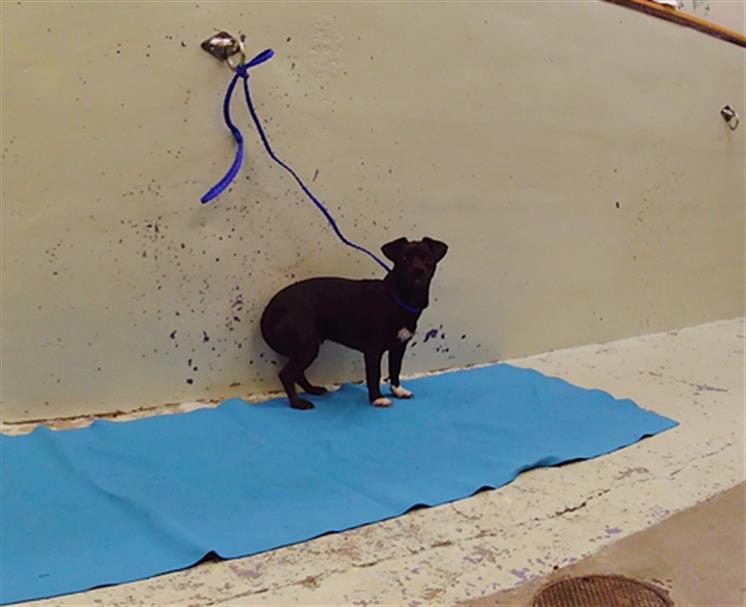 Adoptable Dog