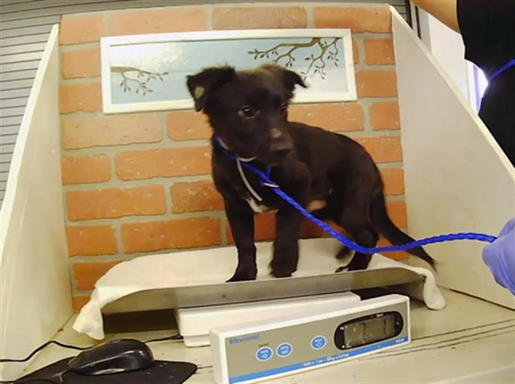 Adoptable Dog