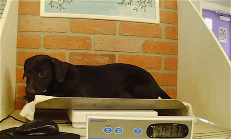Adoptable Dog