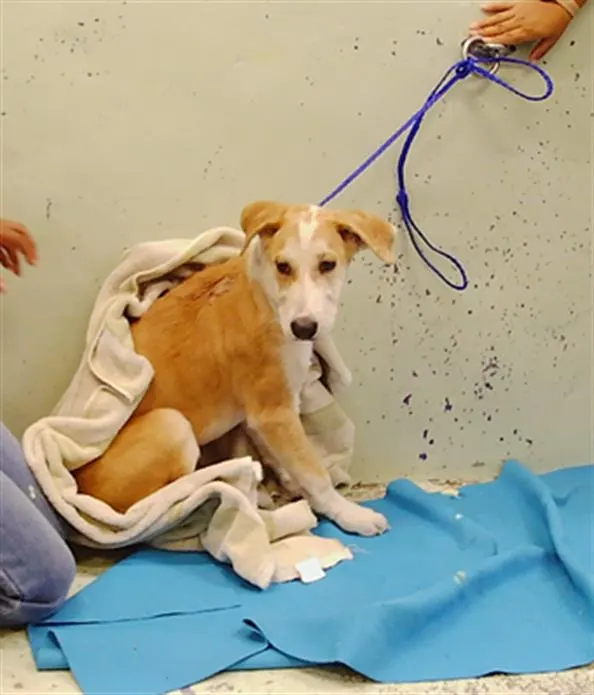 Adoptable Dog