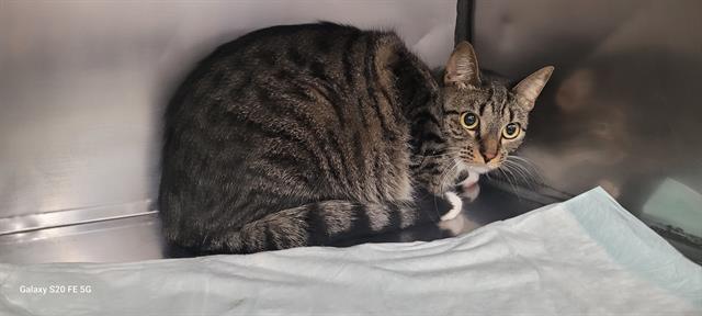 Nova