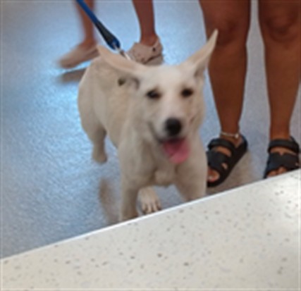 Adoptable Dog