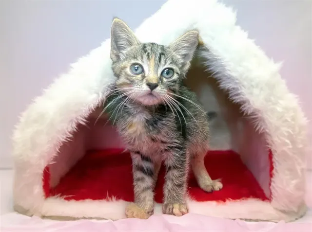 Biscuits
