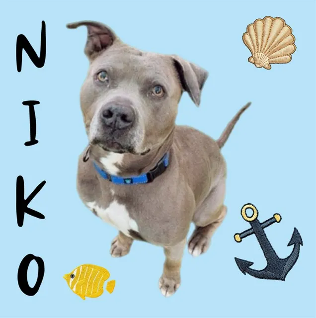 Niko