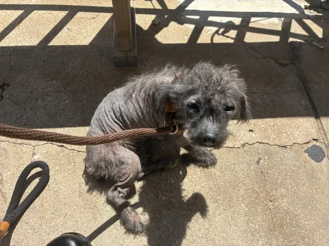 Adoptable Dog