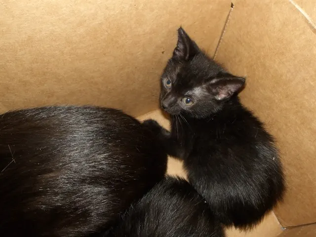 Adoptable Cat