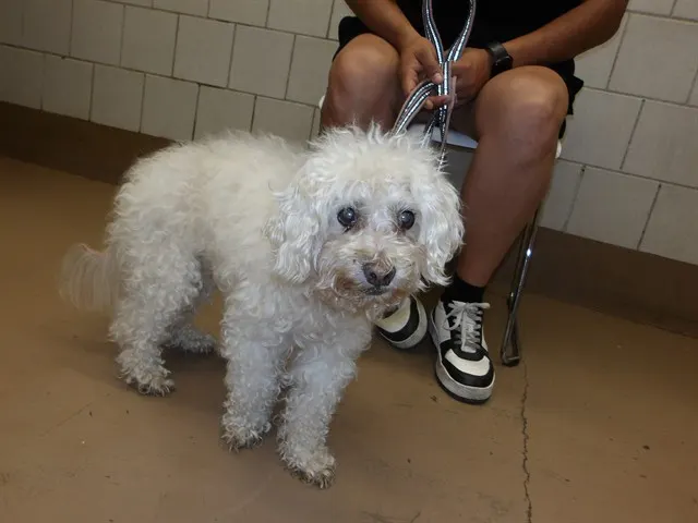 Adoptable Dog