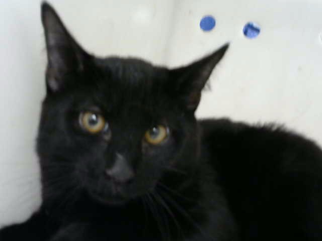 Vader