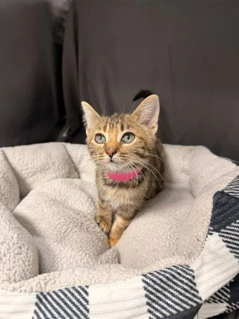 Nellie