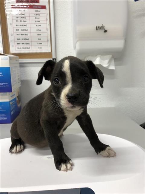 Adoptable Dog