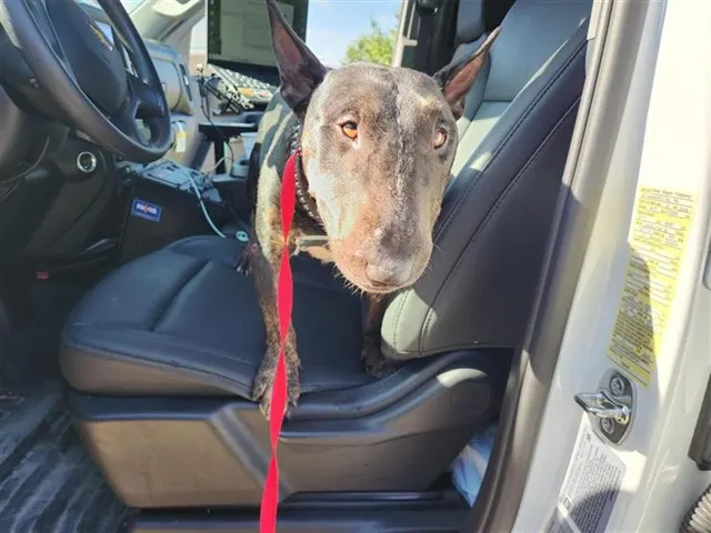 Adoptable Dog