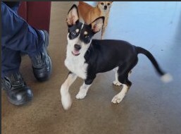 Adoptable Dog