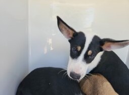 Adoptable Dog