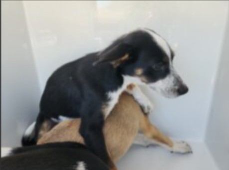 Adoptable Dog