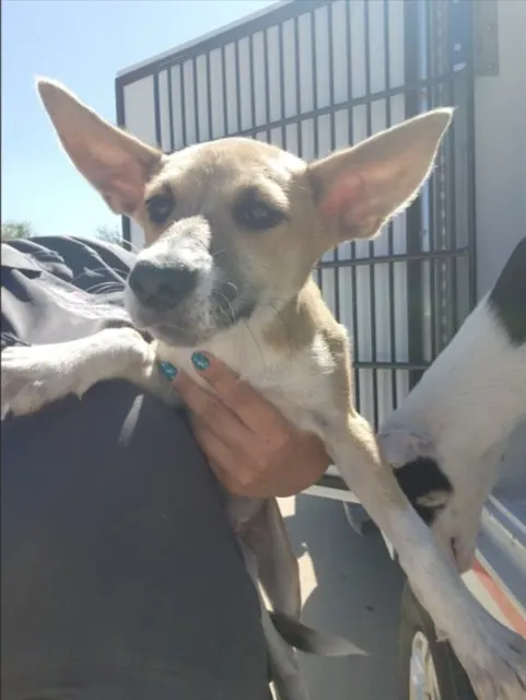 Adoptable Dog