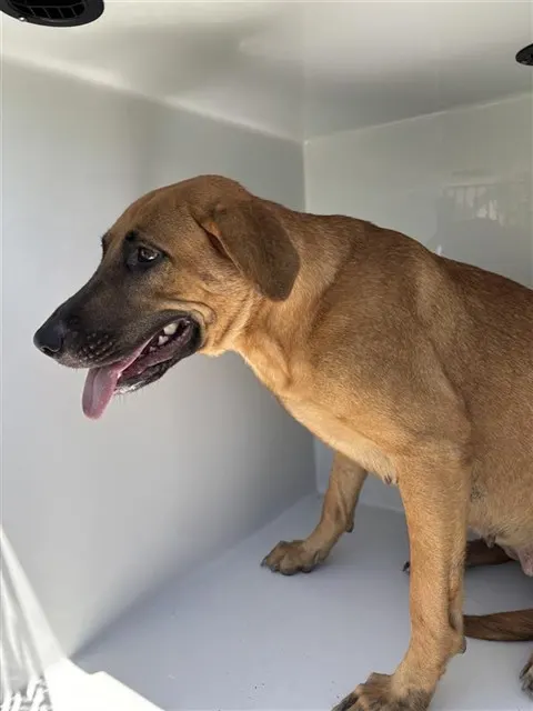 Adoptable Dog