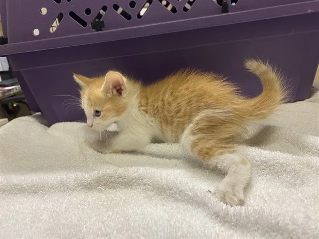Adoptable Cat