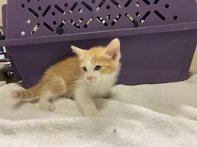 Adoptable Cat