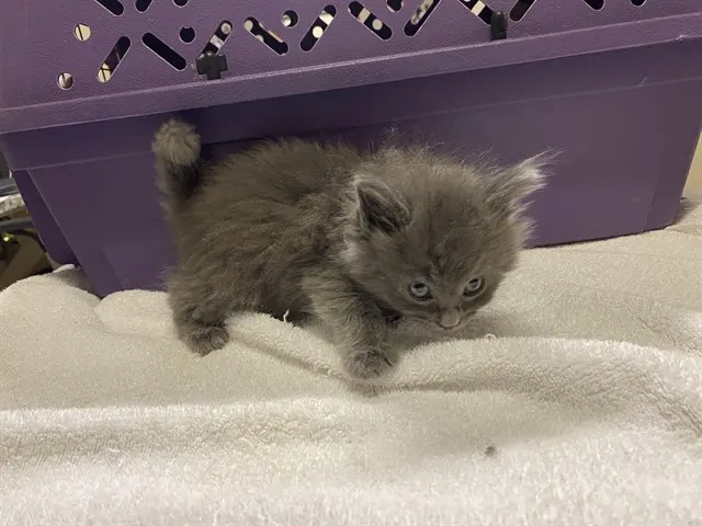 Adoptable Cat