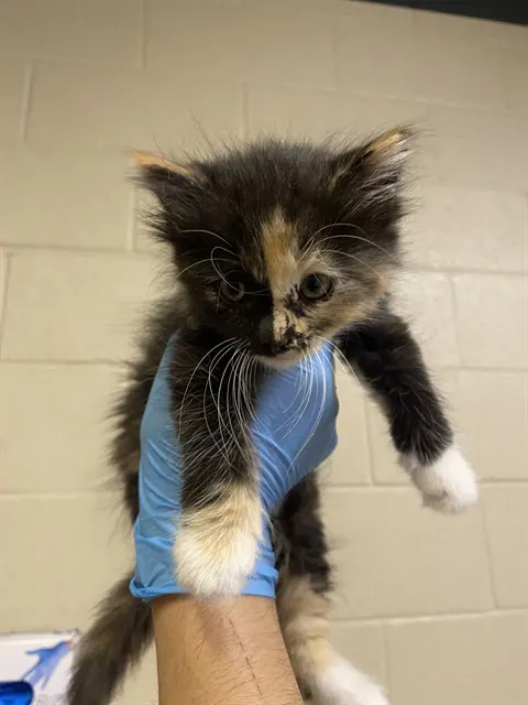 Adoptable Cat