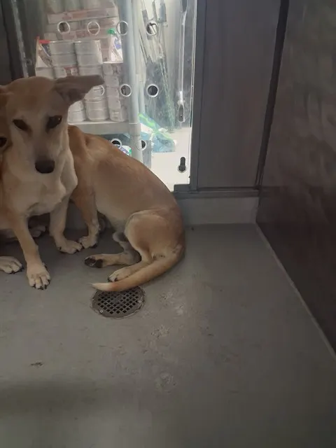 Adoptable Dog