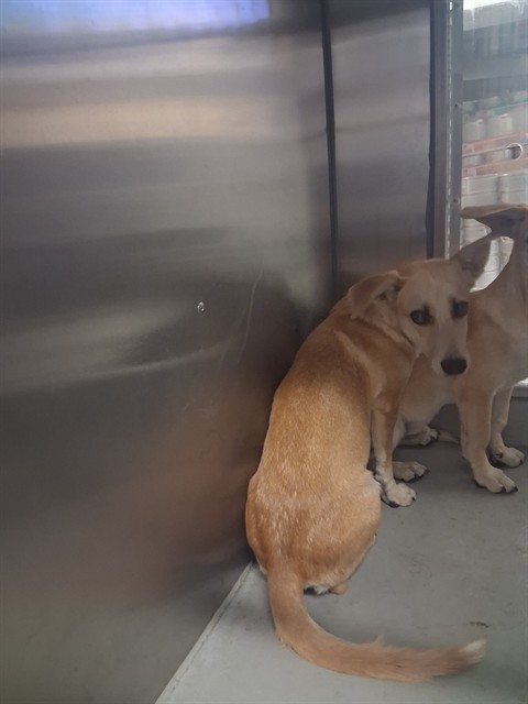 Adoptable Dog
