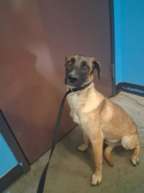 Adoptable Dog