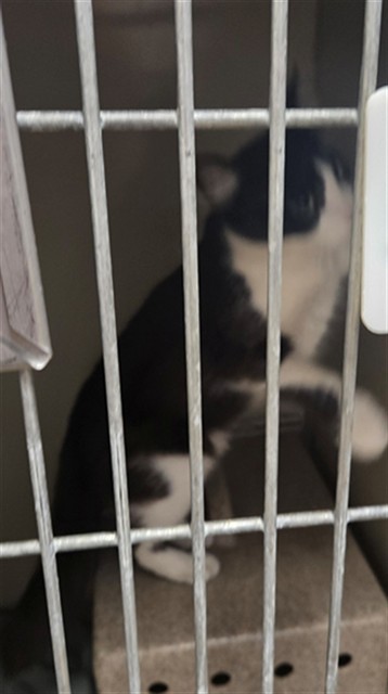 Adoptable Cat