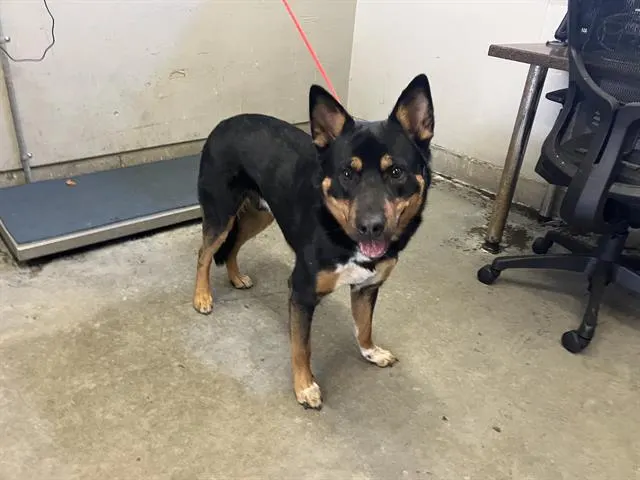 Adoptable Dog