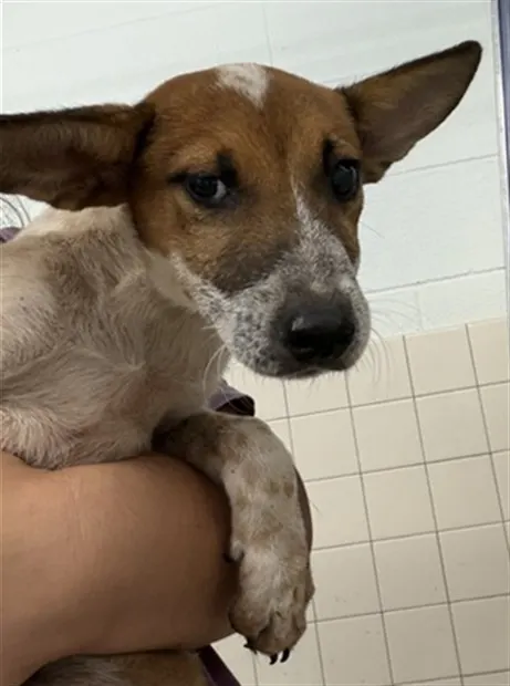 Adoptable Dog