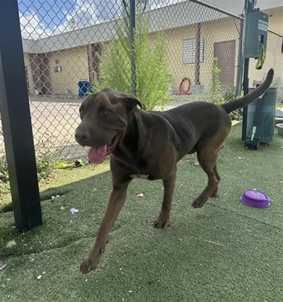 Adoptable Dog