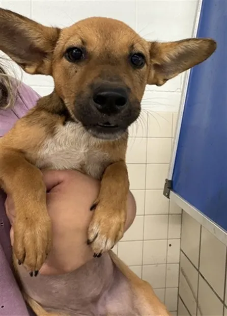 Adoptable Dog