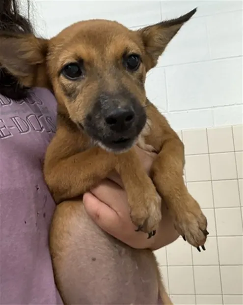 Adoptable Dog