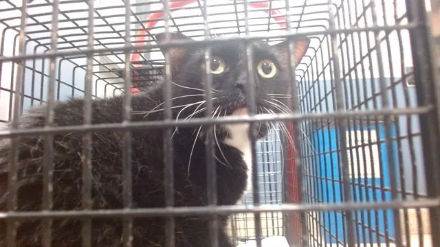 Chester