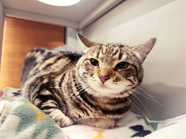 Pua
