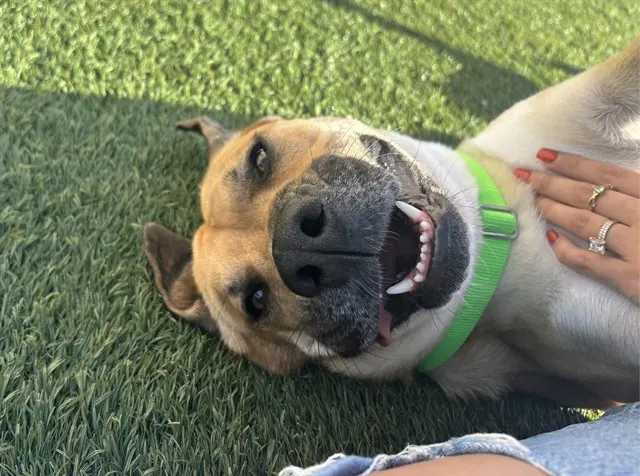 Canelo