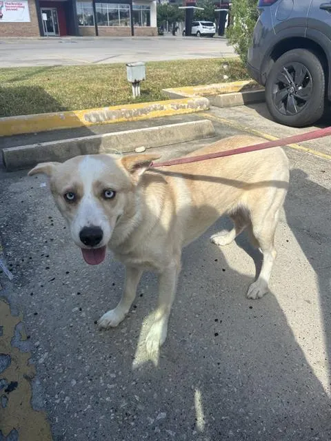Adoptable Dog