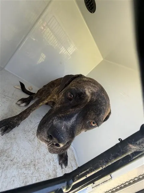Adoptable Dog